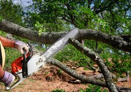 Ocean City, NJ Tree Care Company