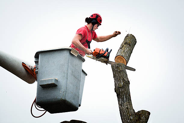 Best Stump Grinding and Removal  in Ocean City, NJ