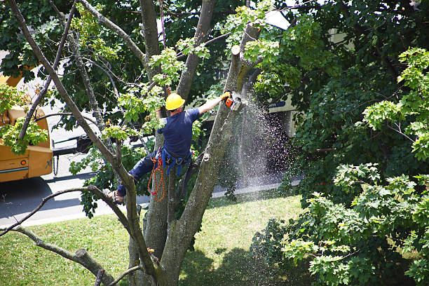 Best Seasonal Cleanup (Spring/Fall)  in Ocean City, NJ