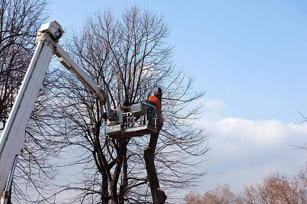 Best Leaf Removal  in Ocean City, NJ