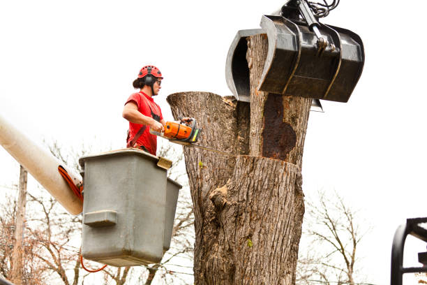 How Our Tree Care Process Works  in  Ocean City, NJ